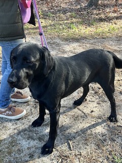 Black Labrador Retriever