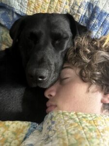 Black Labrador Mix