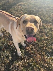 Yellow Labrador Retriever