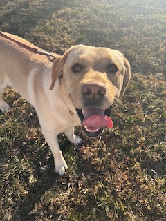 Yellow Labrador Retriever