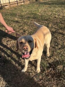 Yellow Labrador Retriever