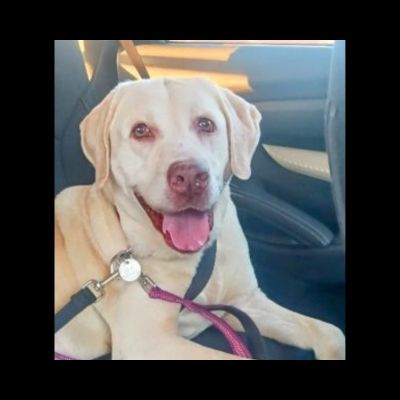 Yellow Labrador Retriever