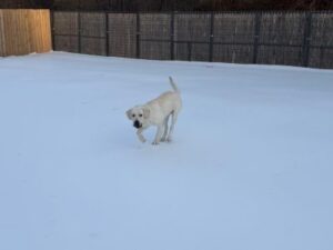 Yellow Labrador Retriever
