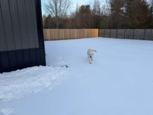 Yellow Labrador Retriever