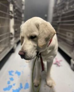 Yellow Labrador Retriever