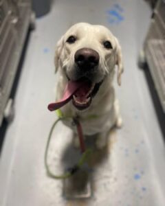 Yellow Labrador Retriever