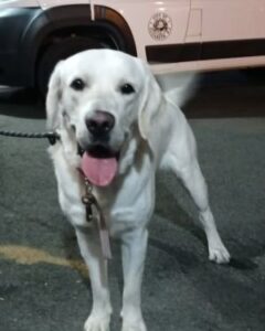 Yellow Labrador Retriever