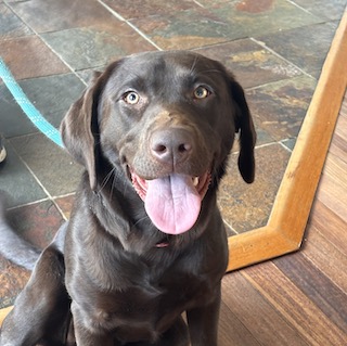 Chocolate Labrador Retriever