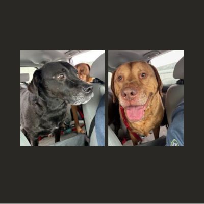 lab mix
