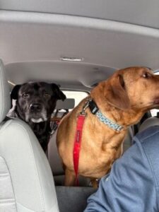 Labrador Retriever mix