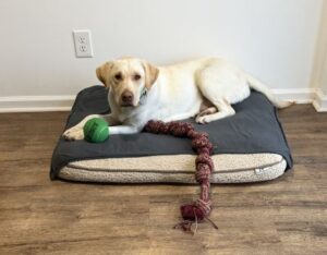 Yellow Labrador Retriever