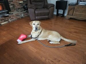 Yellow Labrador Retriever