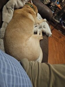 Yellow Labrador Retriever
