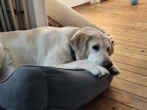Yellow Labrador Retriever