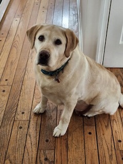 Yellow Labrador Retriever