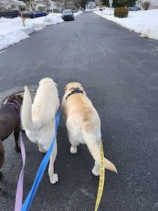 Yellow Labrador Retriever