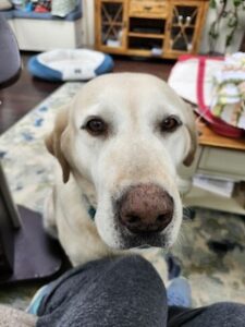Yellow Labrador Retriever