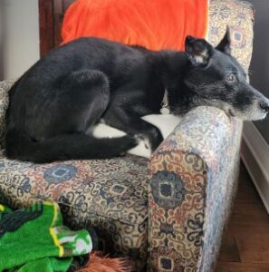 black dog