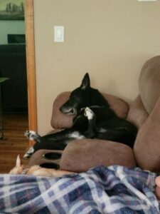 Black Labrador Mix