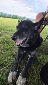 black labrador mix