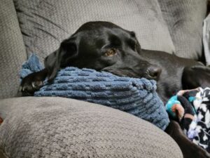 Black Labrador Mix