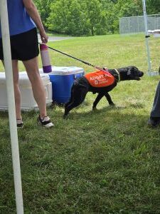 black labrador mix