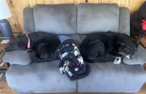 black dogs