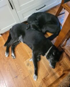 Black Labrador Mix