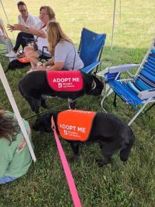 black labrador mix