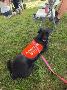 black labrador mix