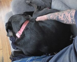 black dog