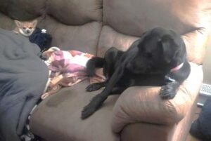 Black Labrador Mix