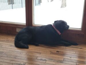 black dog