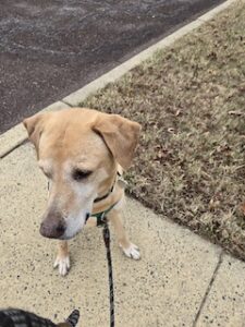 Yellow Labrador Retriever