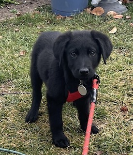 Black Labradoodle/German Shepherd Mix