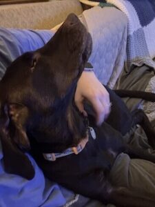 Chocolate Labrador Retriever