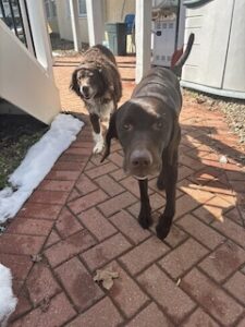Chocolate Labrador
