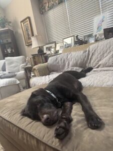 Chocolate Labrador