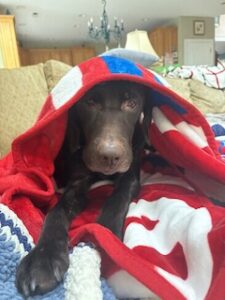 Chocolate Labrador
