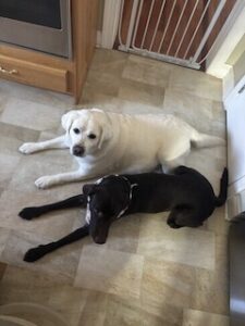 Chocolate Labrador Retriever