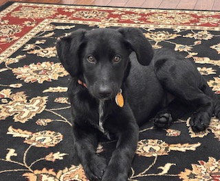 Labradoodle/GS Mix
