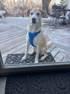 Labrador/Husky Mix