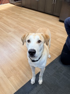 Yellow Labrador/Husky Mix