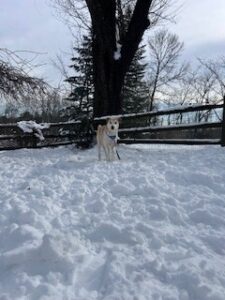 Labrador/Husky Mix