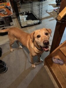 Yellow Labrador Retriever
