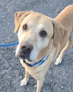 Yellow Labrador Retriever