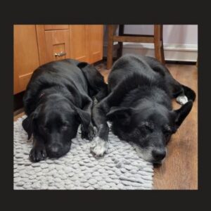 black dogs