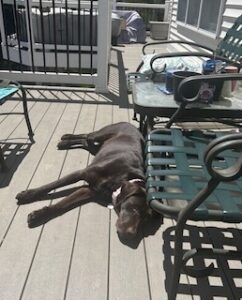 Chocolate Labrador 