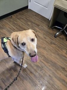 Yellow Labrador Retriever