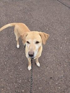 Yellow Labrador Retriever